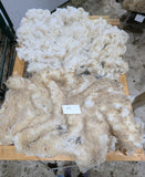 Musetta's Fleece White Rooed 2025