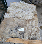 Delilah's Fleece Fawn Rooed 2025