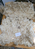Dove's Fleece White Rooed 2025