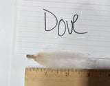 Dove's Fleece White Rooed 2025