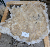Liverpool's White Half Sheared/Half Rooed 2025