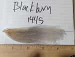 Blackburn's Grey Rooed 2025