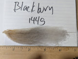 Blackburn's Grey Rooed 2025