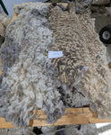 Chelsea's Fleece Grey Rooed 2025