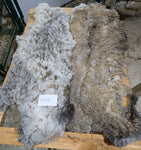 Wrexham's Fleece Grey Rooed 2025