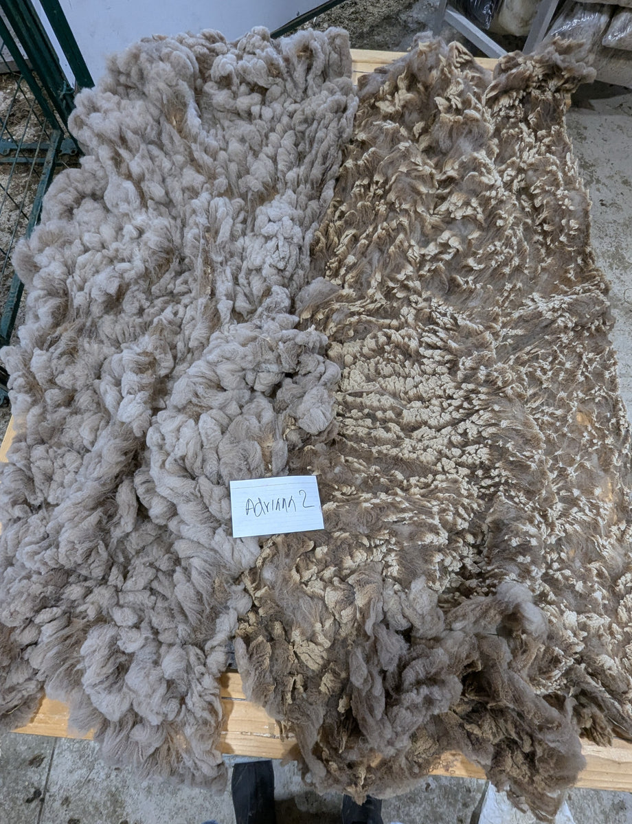 Adrianna's Fleece Moorit Rooed 2025 – Whispering Pines Farm