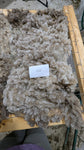 Magpie's Fleece Fawn Rooed 2025