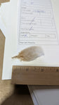 Magpie's Fleece Fawn Rooed 2025