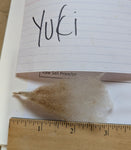 Yuki's Fawn Rooed 2025