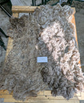 Wren's Fleece Fawn Rooed 2025