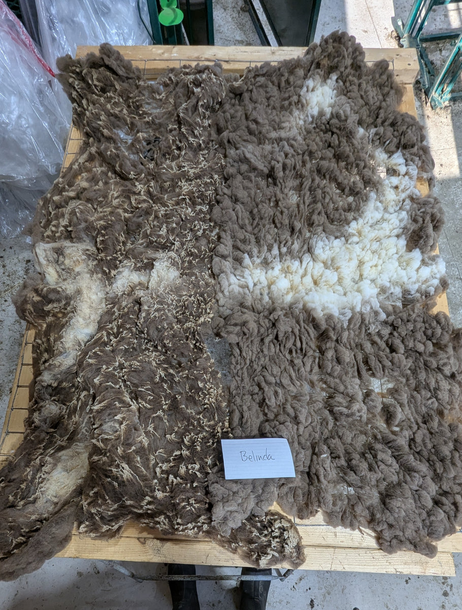 Belinda's Fleece Moorit Rooed 2025 – Whispering Pines Farm