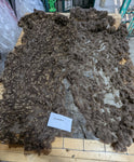 Chickadee's Moorit Rooed 2025