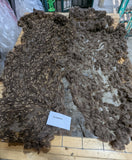 Chickadee's Moorit Rooed 2025