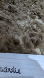 Chickadee's Moorit Rooed 2025