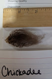 Chickadee's Moorit Rooed 2025