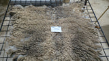 Wrexham's Fleece Grey Sheared 2026