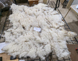 Leyton's Fleece White Sheared 2026