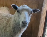 Lucretia's Fleece White Sheared