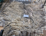 CioCio's Fleece Grey Sheared 2026