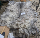 CioCio's Fleece Grey Sheared 2026