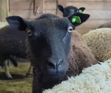 Elektra's Fleece Black Sheared