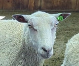 Tosca's Fleece White Sheared