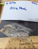 Alice Paul's Fleece Fawn Sheared