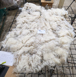 Bristol's Fleece White Sheared