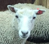 Bristol's Fleece White Sheared