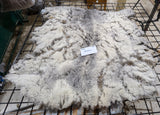 Blackburn's Fleece Grey Sheared 2026