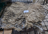 Chelsea's Fleece Grey Sheared