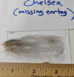 Chelsea's Fleece Grey Sheared