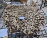 Adrianna's Fleece Moorit Sheared
