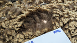 Adrianna's Fleece Moorit Sheared