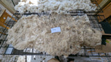 Belva's Fleece White Rooed