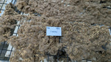 Gingerbread's Fleece Moorit Rooed