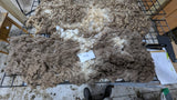Belinda's Fleece Spotted Moorit Rooed
