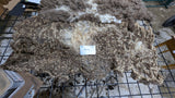 Belinda's Fleece Spotted Moorit Rooed