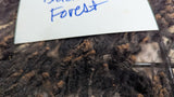 Black Forest's Fleece Black Rooed