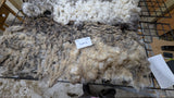 Tiramisu's Fleece Grey Rooed