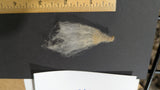 Cream Puff's Fleece White Rooed