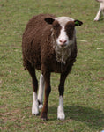 Salome's Fleece Moorit Sheared 2025