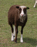 Salome's Fleece Moorit Sheared 2025