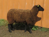 Sarin's Fleece Black Sheared 2025