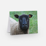 Sheepy Note Cards B - Pack of 5 - 2024 Sheep from our Flock