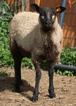 Adelina's Fleece Grey Rooed 2025