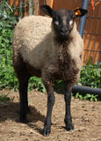 Adelina's Fleece Grey Rooed 2025
