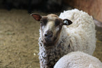 Wren's Fleece Fawn Rooed 2025