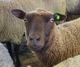 Adele's Fleece Moorit Sheared 2026