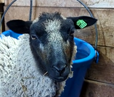 Waffles' Fleece Grey Rooed